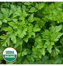 Seed Savers Herb - Giant from Italy Parsley (organic)