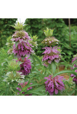 Seed Savers Herb - Lemon Mint