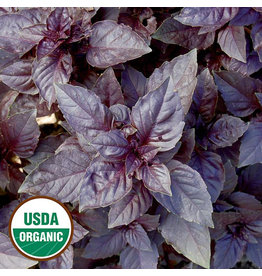 Seed Savers Herb - Dark Opal Basil (organic)