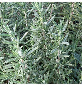 Seed Savers Herb - Rosemary