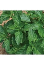 Seed Savers Herb - Spearmint