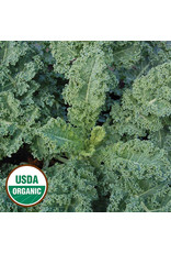 Seed Savers Kale - Dwarf Blue Curled (organic)