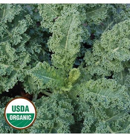 Seed Savers Kale - Dwarf Blue Curled (organic)