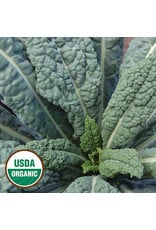 Seed Savers Kale - Lacinato (organic)