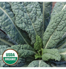 Seed Savers Kale - Lacinato (organic)