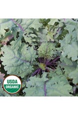 Seed Savers Kale - Red Russian (organic)