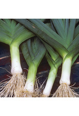 Seed Savers Leek - Blue Solaise