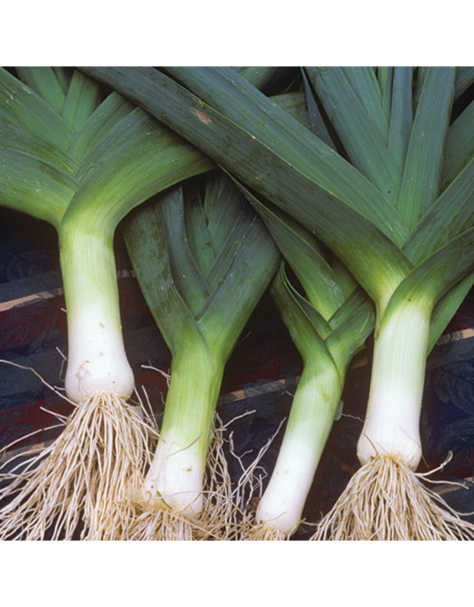 Seed Savers Leek - Blue Solaise