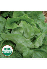 Seed Savers Lettuce - Ella Kropf (organic)