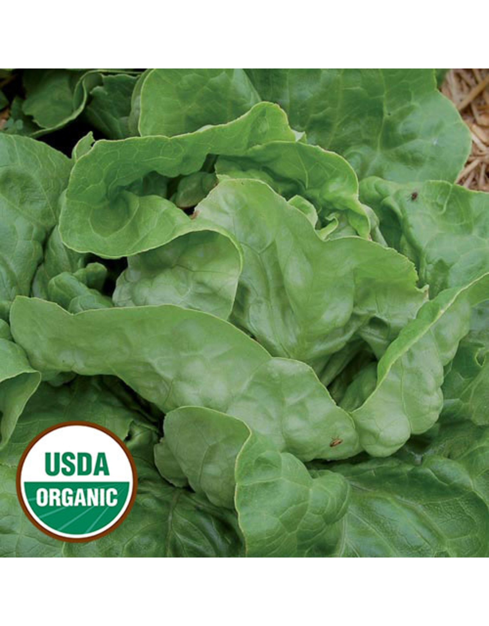 Seed Savers Lettuce - Ella Kropf (organic)