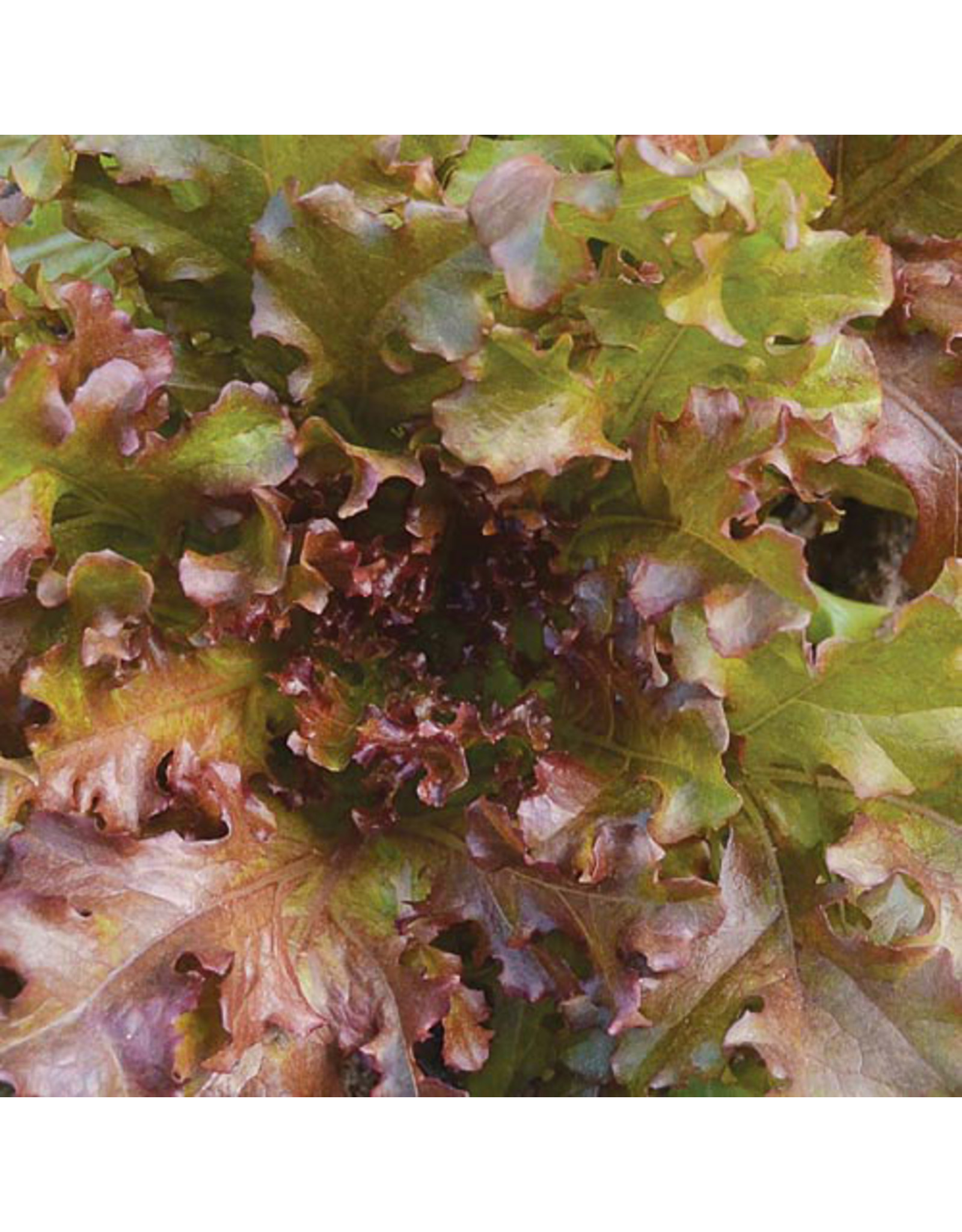 Seed Savers Lettuce - Mascara