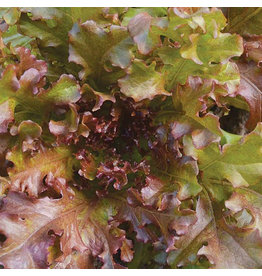 Seed Savers Lettuce - Mascara