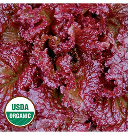 Seed Savers Lettuce - Red Velvet (organic)