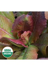 Seed Savers Lettuce - Rouge d'Hiver (organic)