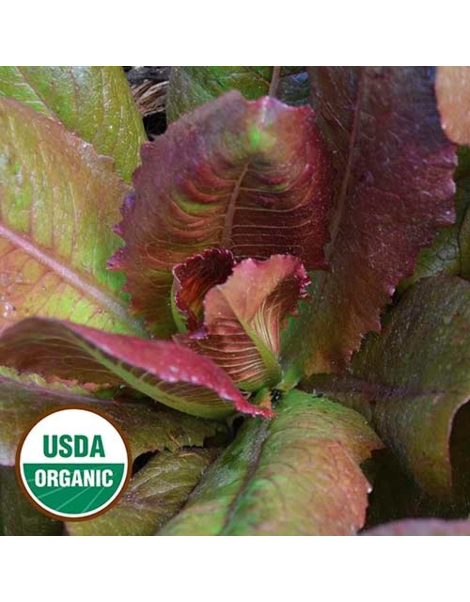 Seed Savers Lettuce - Rouge d'Hiver (organic)