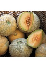 Seed Savers Melon - Minnesota Midget