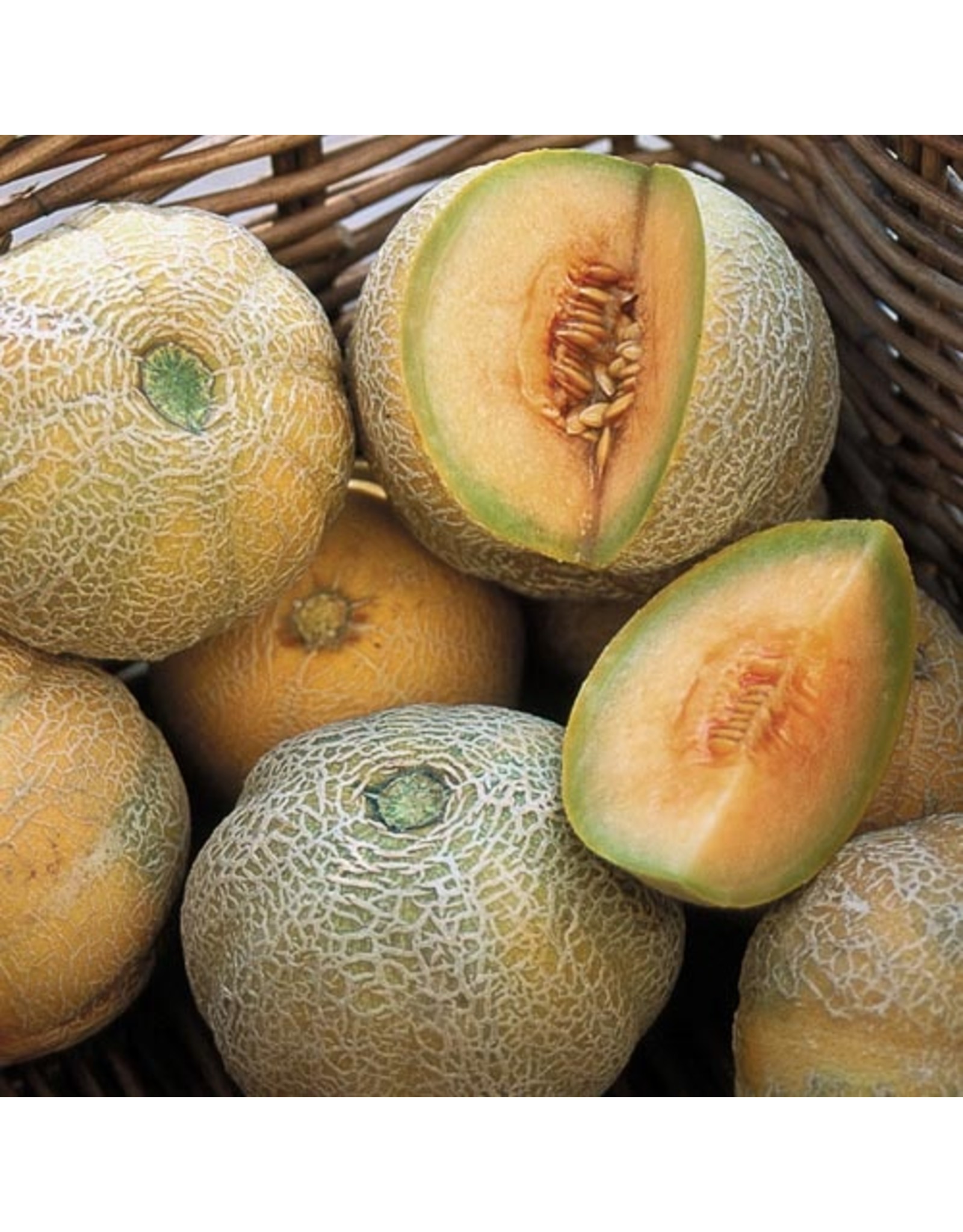 Seed Savers Melon - Minnesota Midget