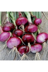 Seed Savers Onion - Red Wethersfield