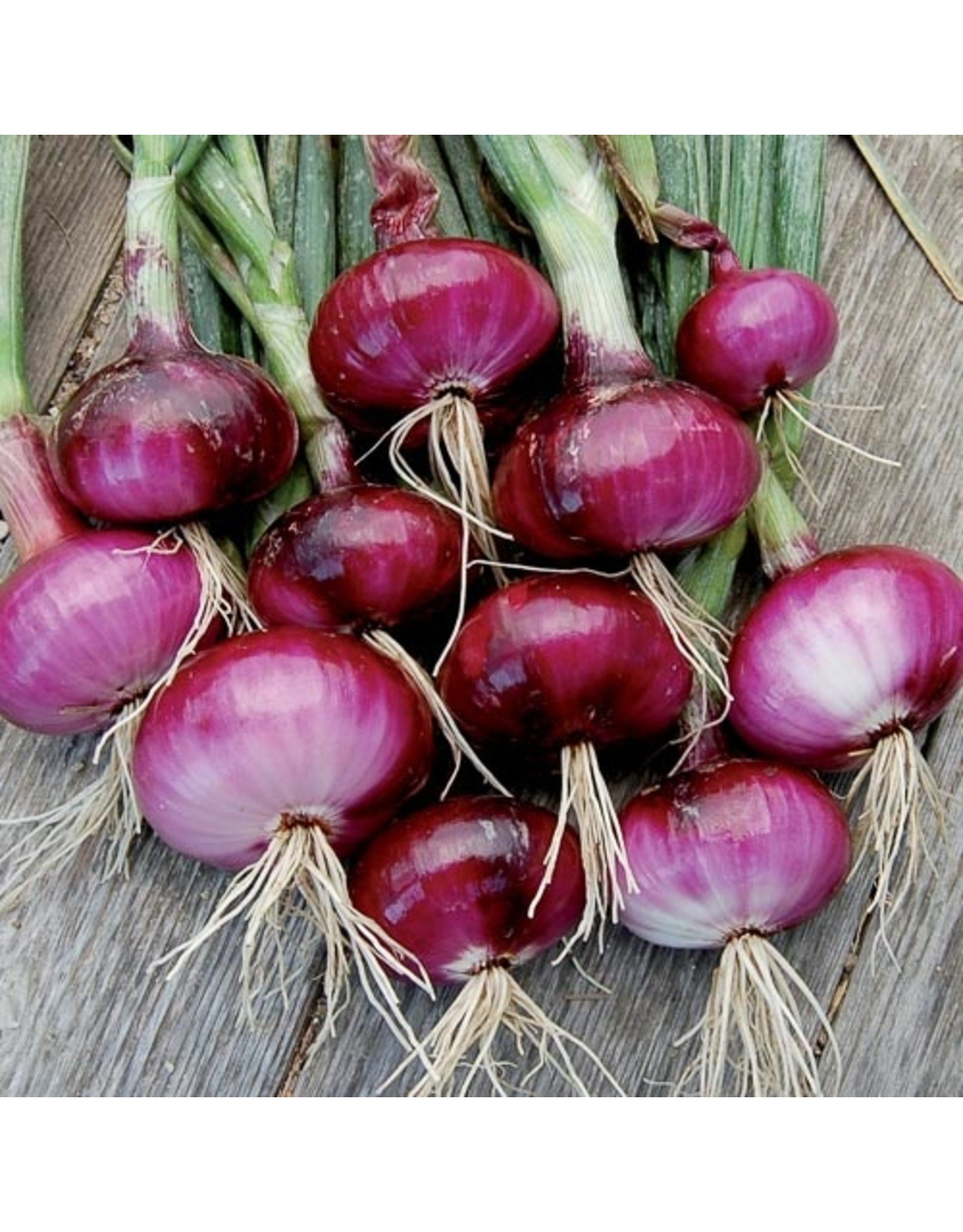 Seed Savers Onion - Red Wethersfield