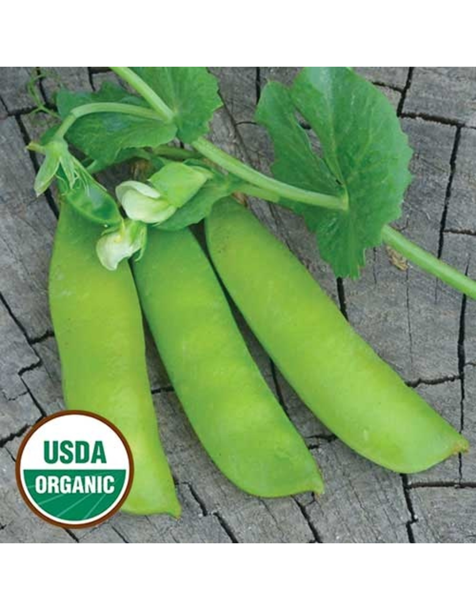 Seed Savers Pea - British Wonder (organic)