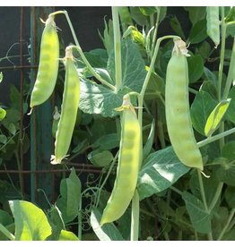 Seed Savers Pea - Amish Snap