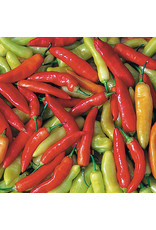 Seed Savers Pepper - Aji Cristal