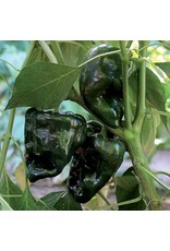 Seed Savers Pepper - Ancho Gigantea