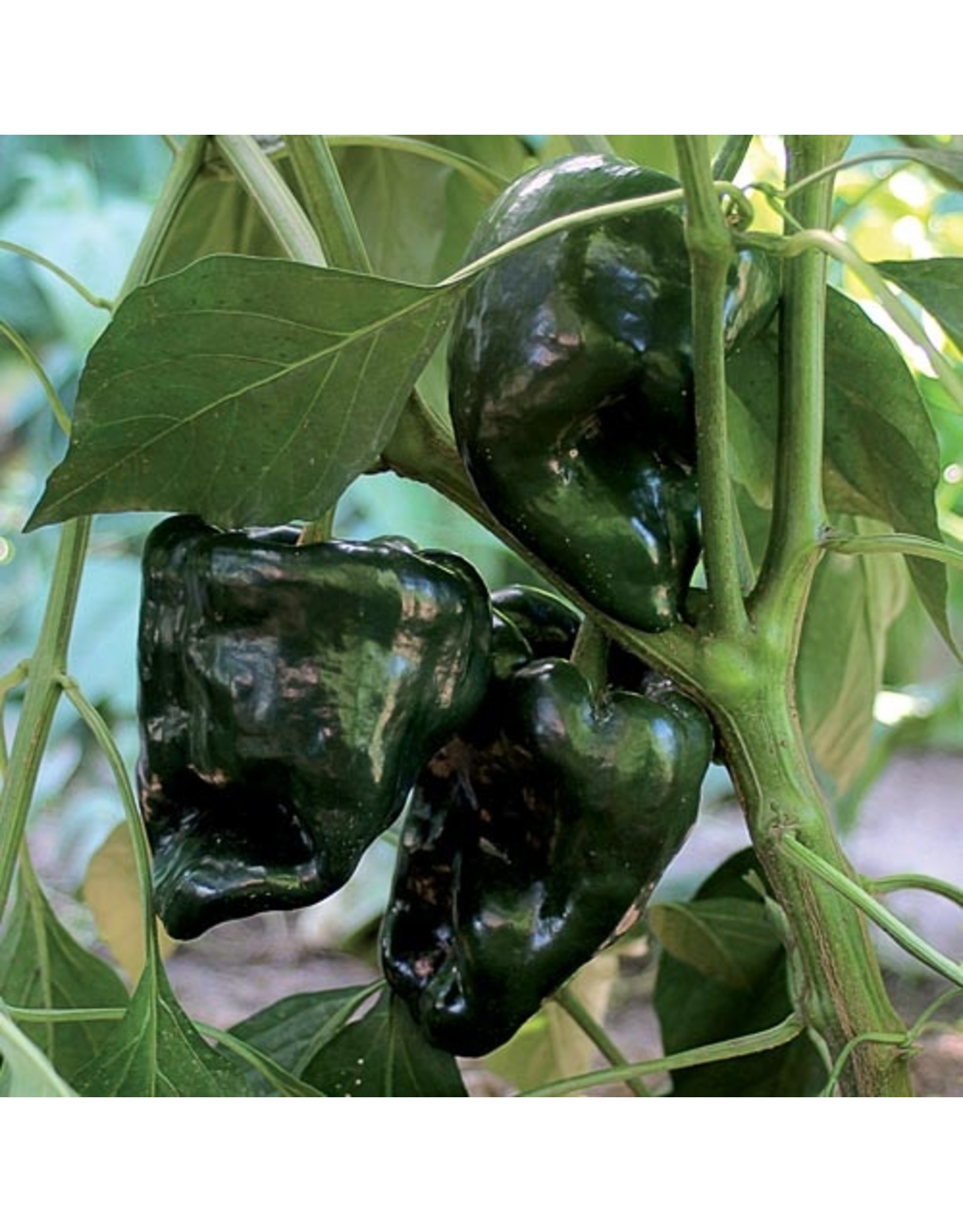 Seed Savers Pepper - Ancho Gigantea