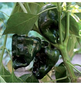 Seed Savers Pepper - Ancho Gigantea