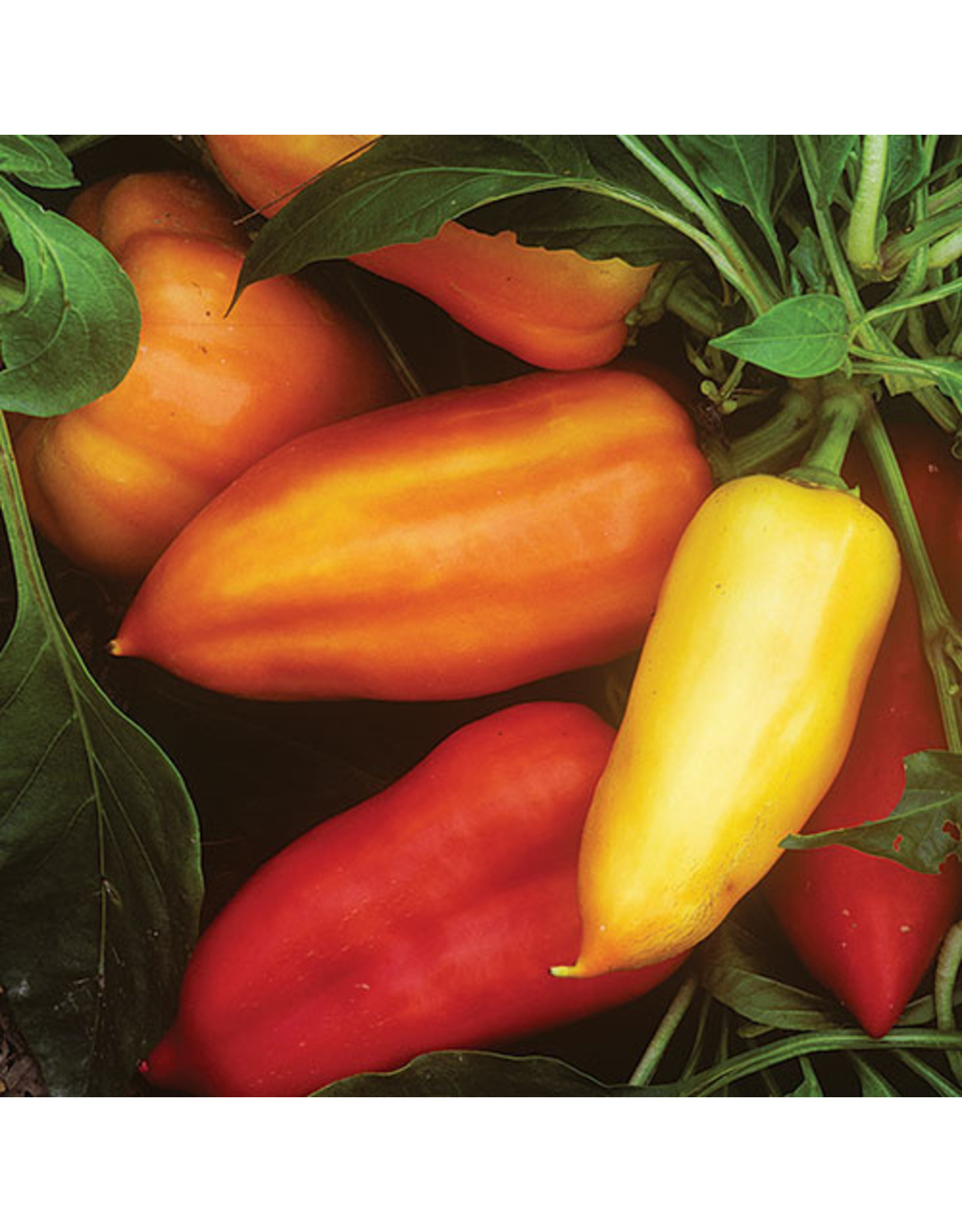 Seed Savers Pepper - Feher Ozon Paprika