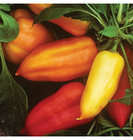 Seed Savers Pepper - Feher Ozon Paprika