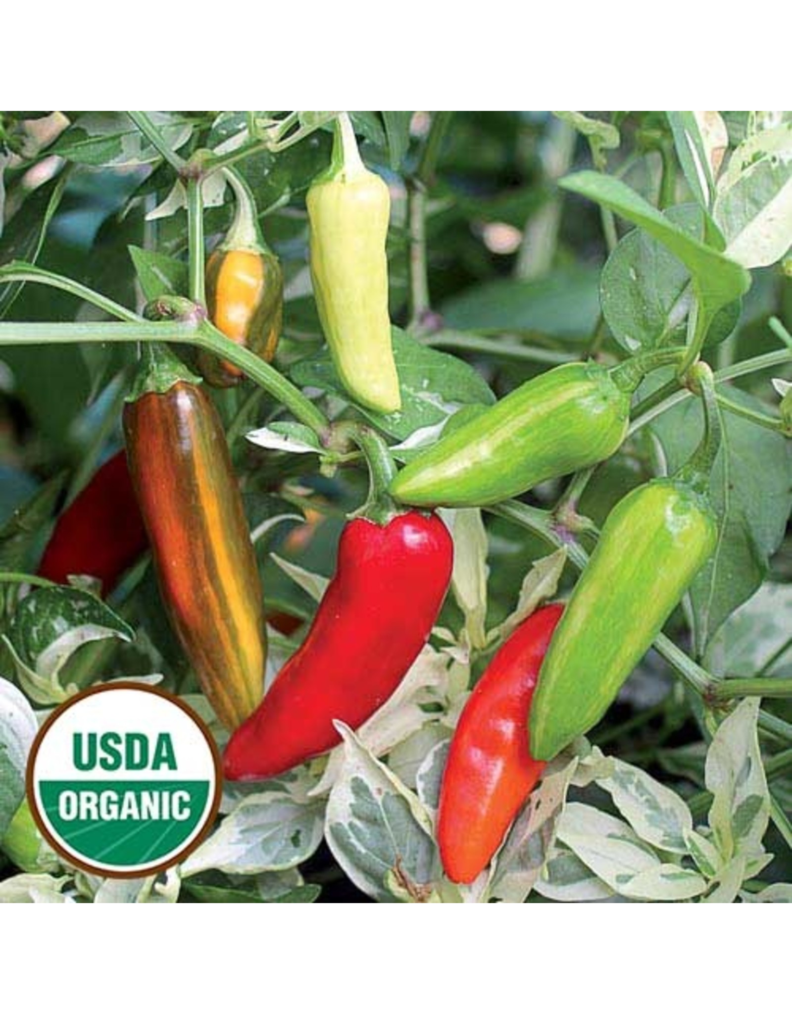 Seed Savers Pepper - Fish (organic)