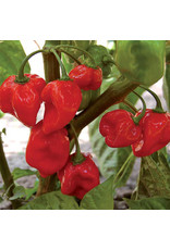 Seed Savers Pepper - Habanero Red