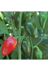 Seed Savers Pepper - Jalapeno Traveler Strain