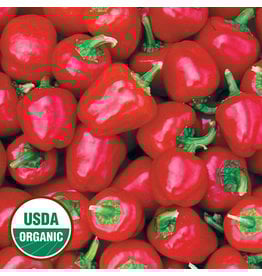 Seed Savers Pepper - Miniature Red Bell (organic)