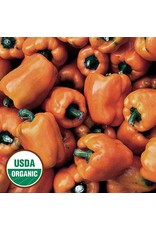 Seed Savers Pepper - Orange Bell