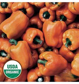 Seed Savers Pepper - Orange Bell