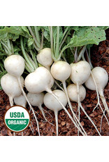 Seed Savers Radish - Philadelphia White Box (organic)
