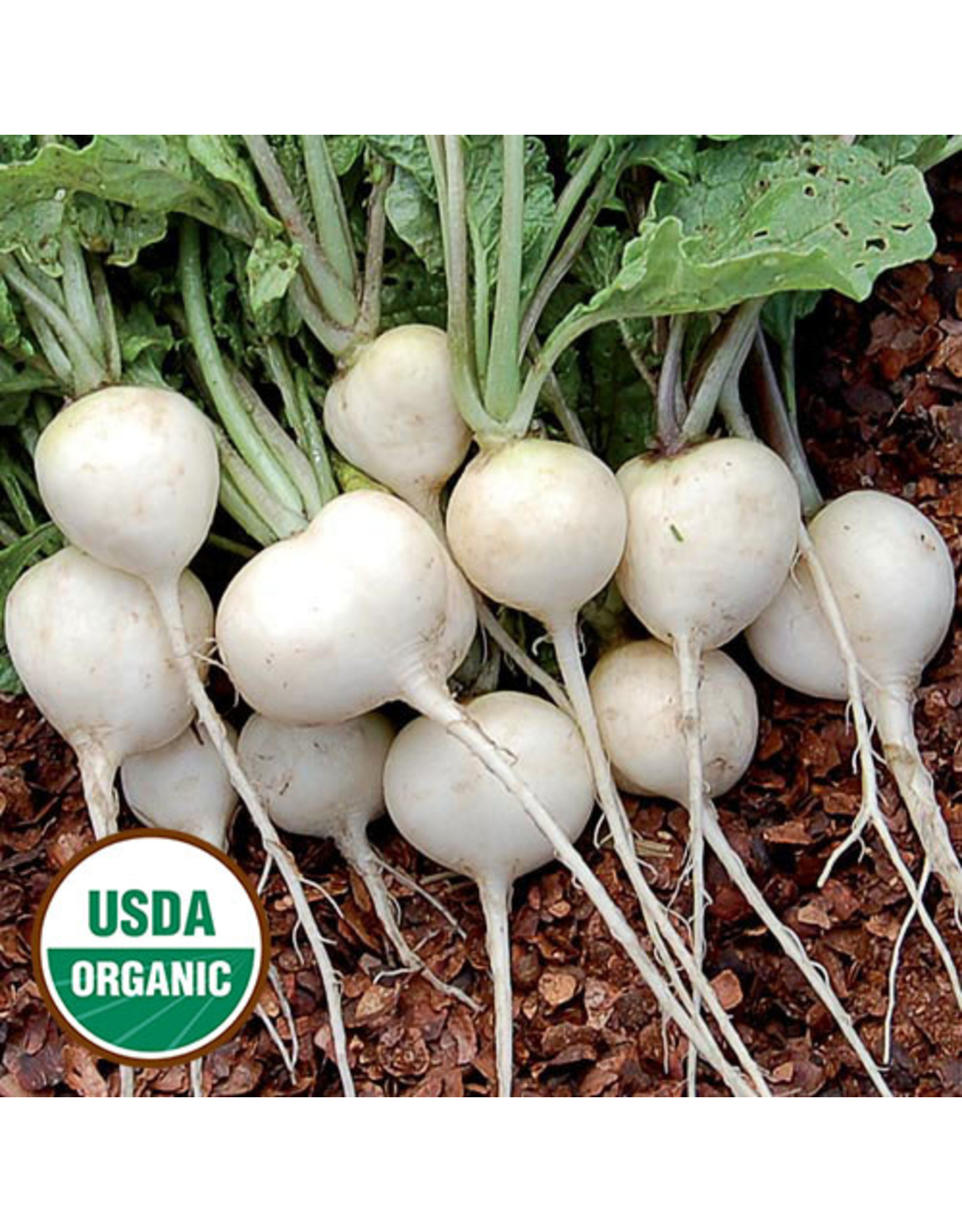 Seed Savers Radish - Philadelphia White Box (organic)