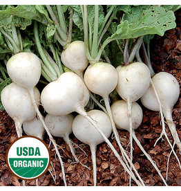 Seed Savers Radish - Philadelphia White Box (organic)