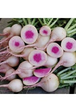 Seed Savers Radish - Watermelon