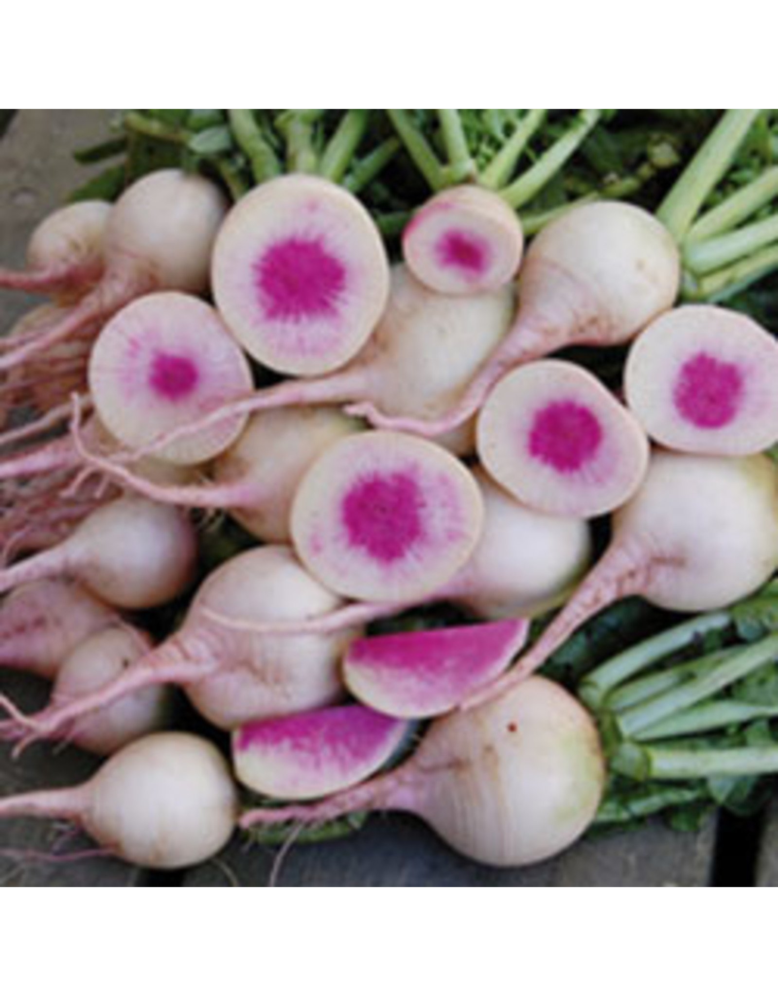 Seed Savers Radish - Watermelon