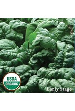 Seed Savers Spinach - Bloomsdale (organic)