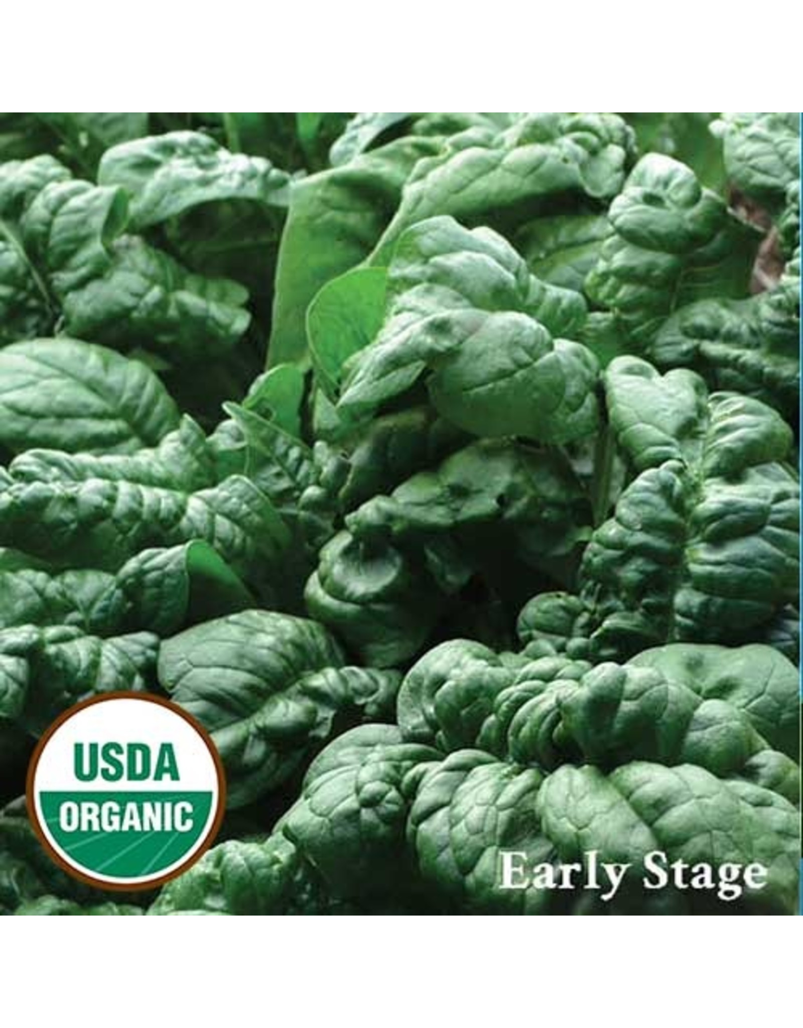 Seed Savers Spinach - Bloomsdale (organic)