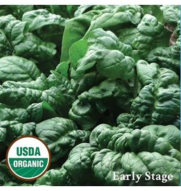 Seed Savers Spinach - Bloomsdale (organic)