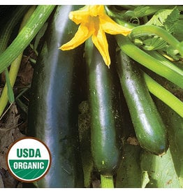 Seed Savers Squash - Black Beauty Zucchini (organic)