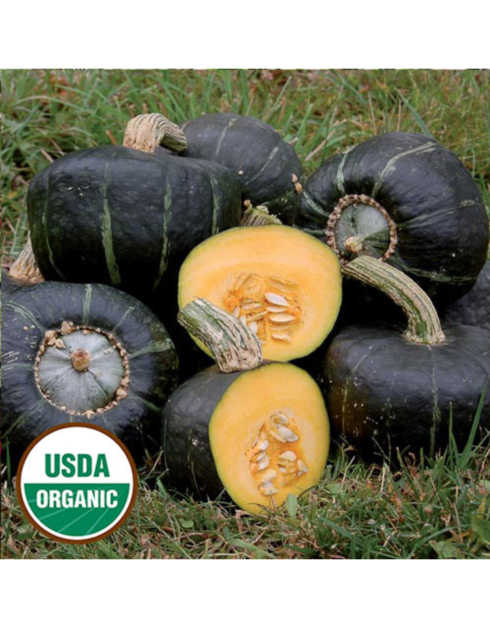 Seed Savers Squash - Burgess Buttercup (organic)