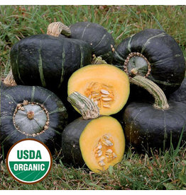 Seed Savers Squash - Burgess Buttercup (organic)