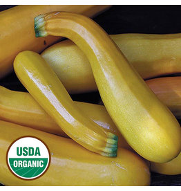 Seed Savers Squash - Golden Zucchini (organic)