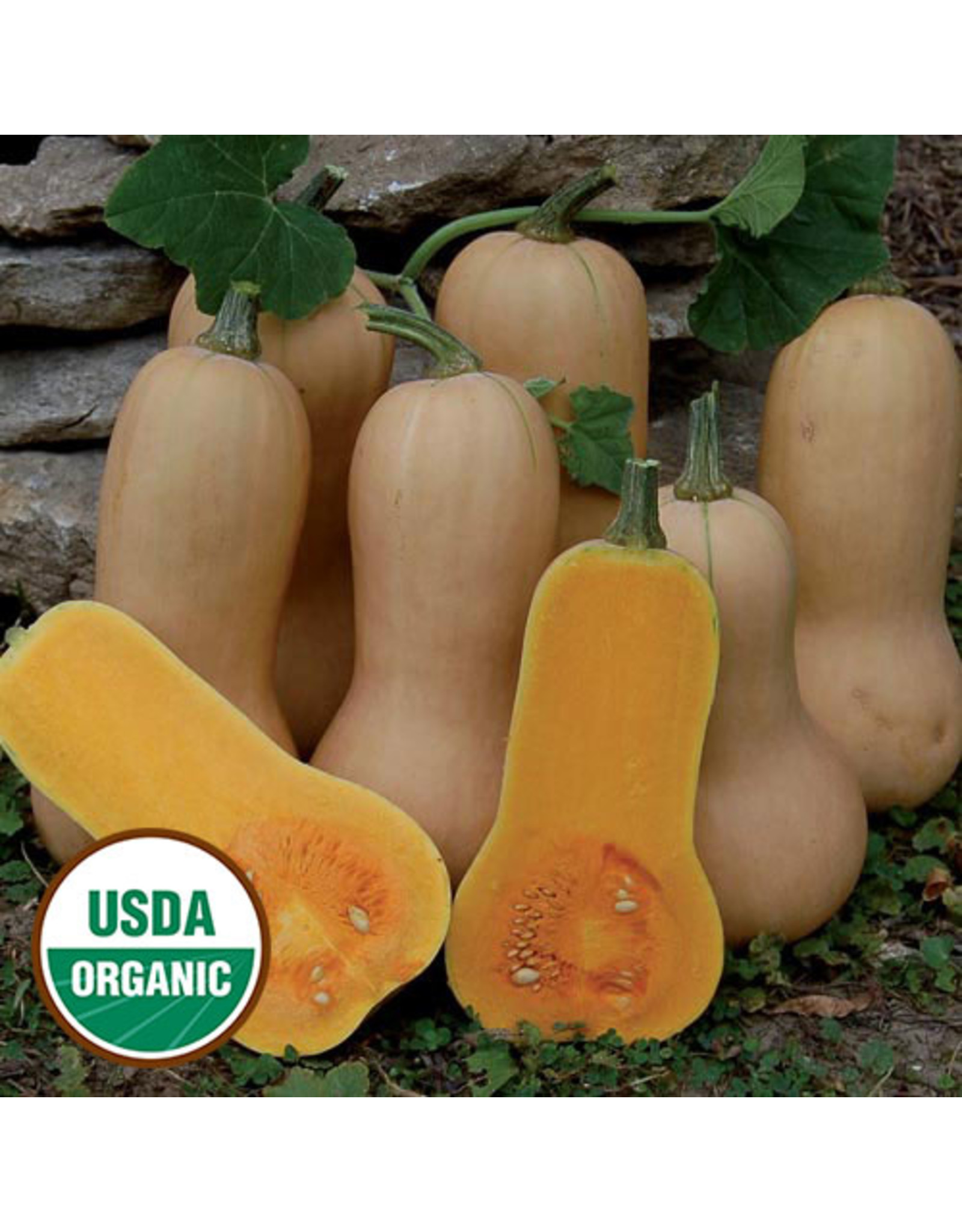 Seed Savers Squash - Waltham Butternut (organic)